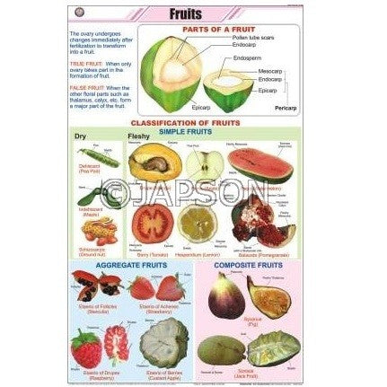 Fruits Charts, Botany, School Education Fruits Charts, Botany, School Education
